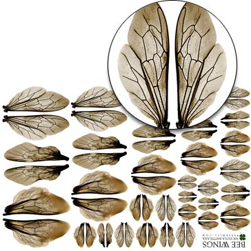 Bee Wings Half Sheet