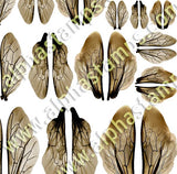 Bee Wings Half Sheet