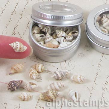 Miniature Conch Shell Mix