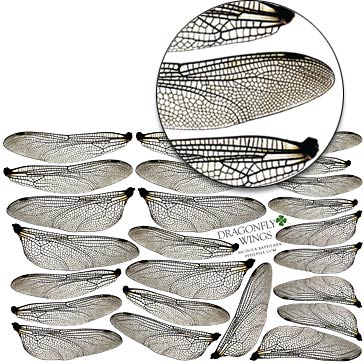 Dragonfly Wings Half Sheet