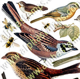 Large Birds and Bees Collage Sheet