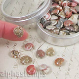 Mini Spiral Seashells in Tins