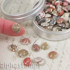 Mini Spiral Seashells in Tins