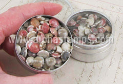 Mini Spiral Seashells in Tins