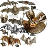 Vintage Bats Collage Sheet