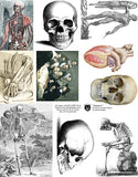Anatomy Collage Sheet