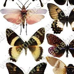 Earthy Butterflies & Moths Collage Sheet