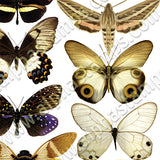 Natural Butterflies & Moths Collage Sheet