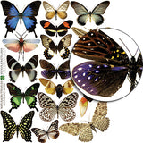 Natural Butterflies & Moths Collage Sheet
