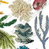 Coral & Seaweed Collage Sheet