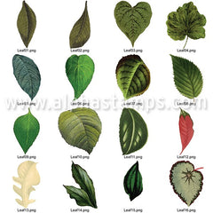 Leaves Set Download