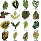 Leaves Set Download