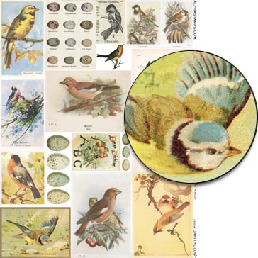 Ornithology Collage Sheet