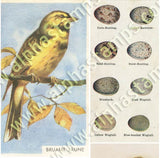 Ornithology Collage Sheet