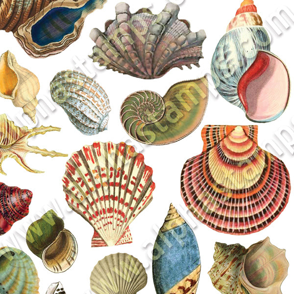 Shell Paper Collage Sea Shells Collage Sheet | Alpha Stamps