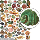 Sea Shells Collage Sheet