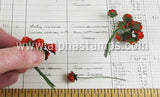 Tiny Paper Roses