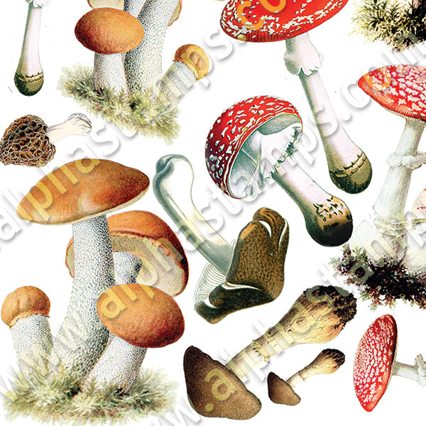 Toadstools Collage Sheet Alpha Stamps