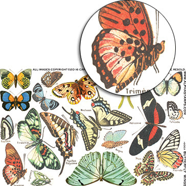 Butterfly Wings Half Sheet