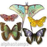 Butterflies & Moths Set Download