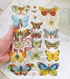 Mixed Size Butterflies Dresden Scraps
