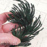 Mini Pine Fern