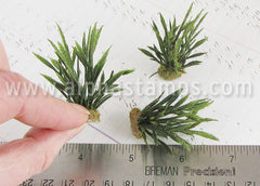 Razor Grass Plant