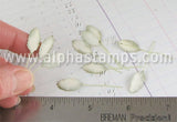 Tiny Variegated Rose Leaves*